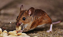 24 Hour & Emergency Exterminators in Alliance, NC